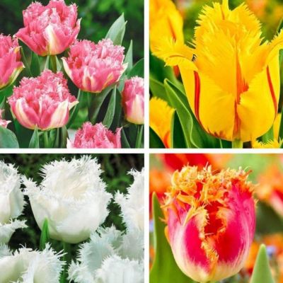 Тюльпан Фринджет Микс Тюльпан Фринджет Микс фото