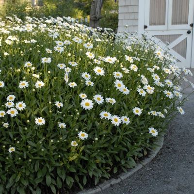 Нивяник Бэки - Dolina-Sad.Ru