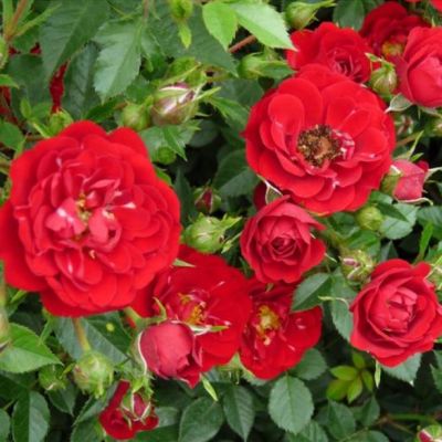 Роза Онделла Роза Онделла - Dolina-Sad.Ru