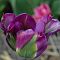Тюльпан Вайолет Берд Тюльпан Вайолет Берд фото