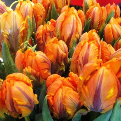 Тюльпан Оранж Рококо Тюльпан Оранж Рококо фото