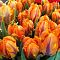 Тюльпан Оранж Рококо Тюльпан Оранж Рококо фото