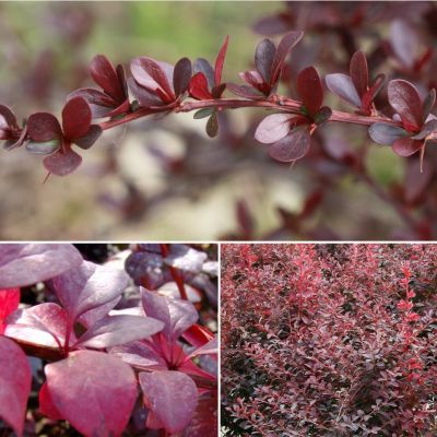 Барбарис тунберга Дип Пурпл Барбарис тунберга Дип Пурпл - Dolina-Sad.Ru
