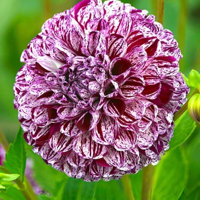 Георгина Марбл Балл - Dolina-Sad.Ru