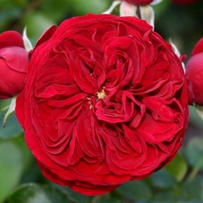 Роза Роткэпхэн Роза Роткэпхэн фото