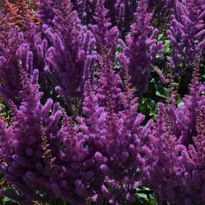 Астильба китайская Блэк Перлс Астильба китайская Блэк Перлс - Dolina-Sad.Ru