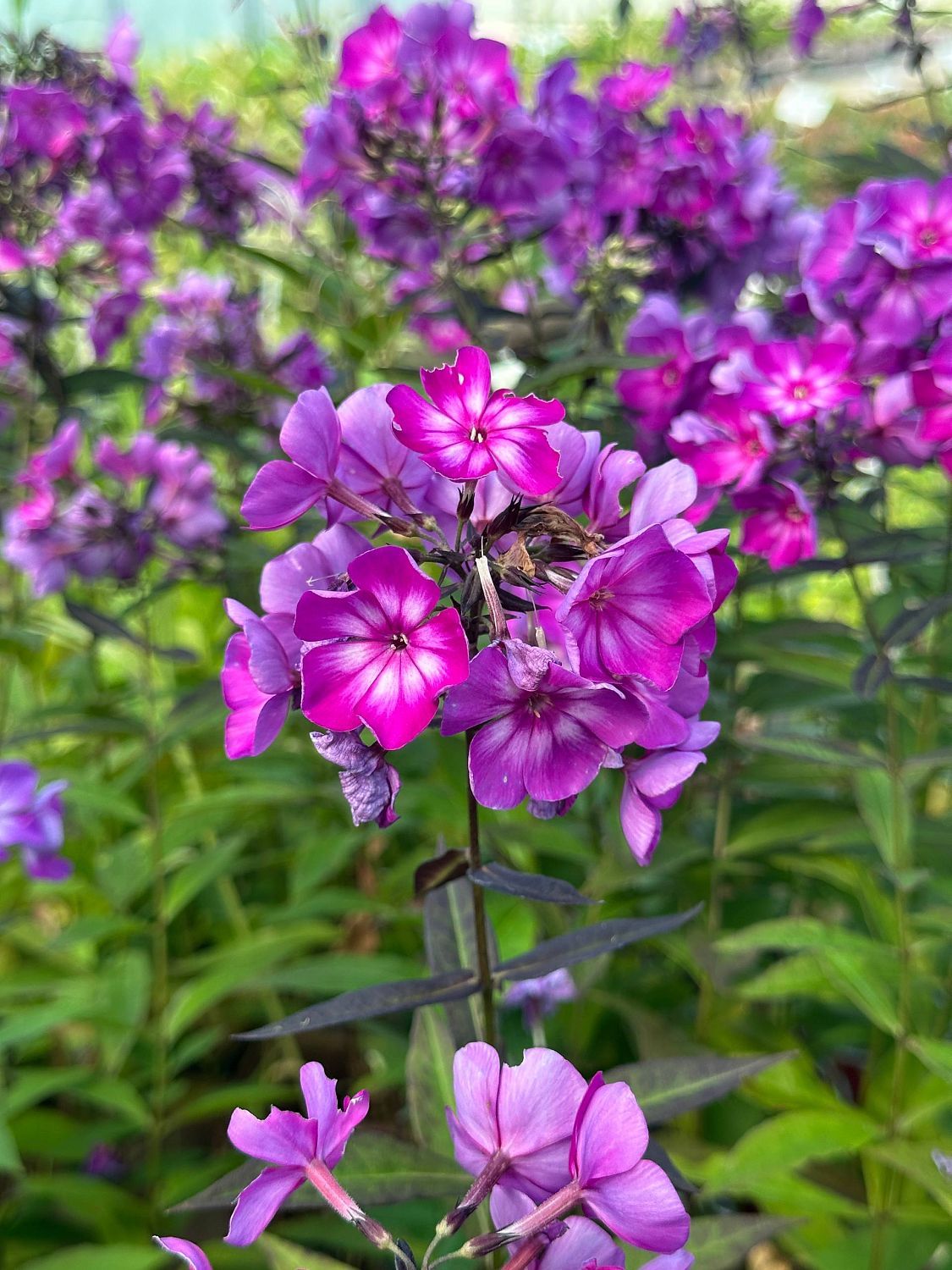 Флокс метельчатый Свит Саммер Сюрпрайз - Dolina-Sad.Ru