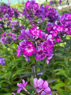 Флокс метельчатый Свит Саммер Сюрпрайз - Dolina-Sad.Ru