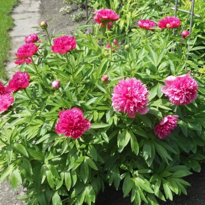 Пион Розеа Плена - Dolina-Sad.Ru