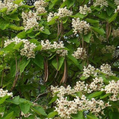 Катальпа бигнонтевидная, С3 - Dolina-Sad.Ru