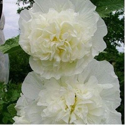 Мальва РОЖДЕСТВО Мальва РОЖДЕСТВО фото