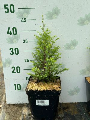 Можжевельник обыкновенный Голд Кон, С3 Можжевельник обыкновенный Голд Кон, С3 - Dolina-Sad.Ru