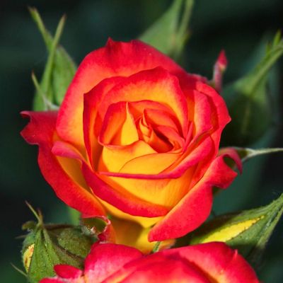 Роза Тайфун Роза Тайфун - Dolina-Sad.Ru