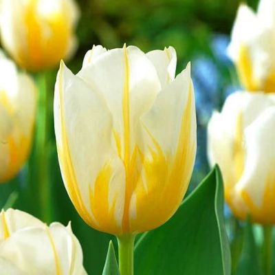 Тюльпан Фламинг Кокет Тюльпан Фламинг Кокет фото