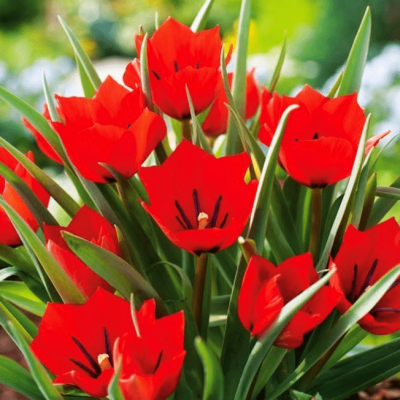 Тюльпан Ред Хантер Тюльпан Ред Хантер фото