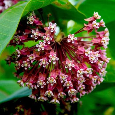 Ваточник Карминно-розовый фото