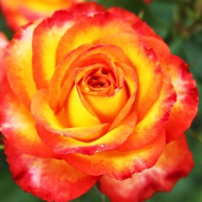 Роза Тайфун Роза Тайфун - Dolina-Sad.Ru