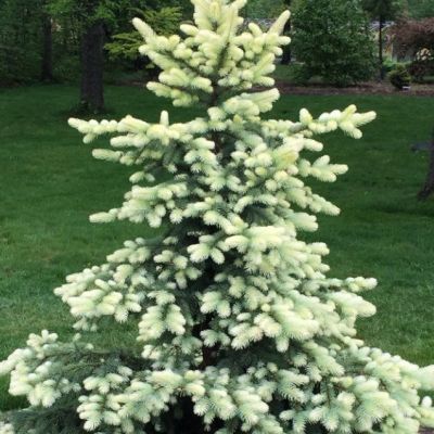 Ель колючая Белобок Ель колючая Белобок фото