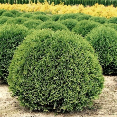 Туя западная Литтл Гиант, С2 - Dolina-Sad.Ru