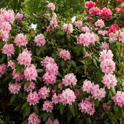 Рододендрон Сцинтиллейшн - Dolina-Sad.Ru