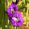 Гладиолус Виолетта Гладиолус Виолетта фото