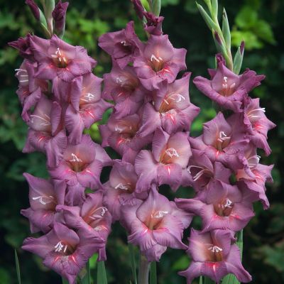 Гладиолус Гвинет - Dolina-Sad.Ru