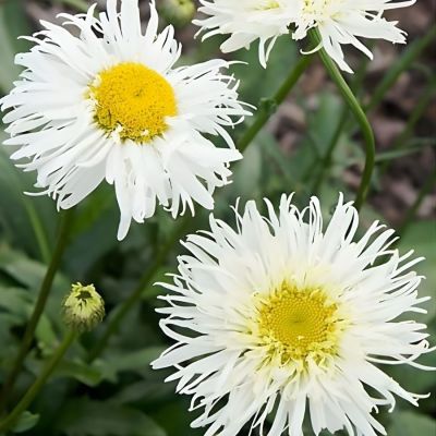 Нивяник крупный Сноудрифт - Dolina-Sad.Ru