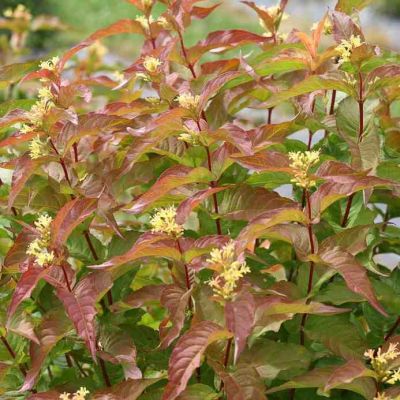 Диервилла блестящая Диервилла блестящая - Dolina-Sad.Ru