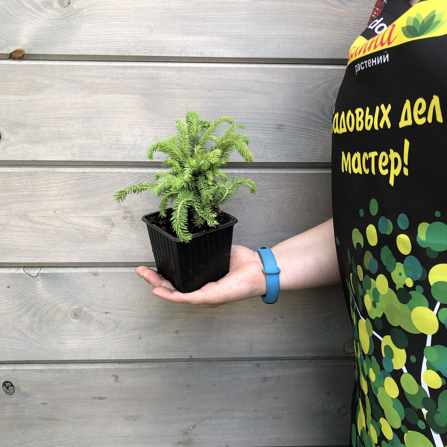 Ель Нидиформис Ель Нидиформис фото