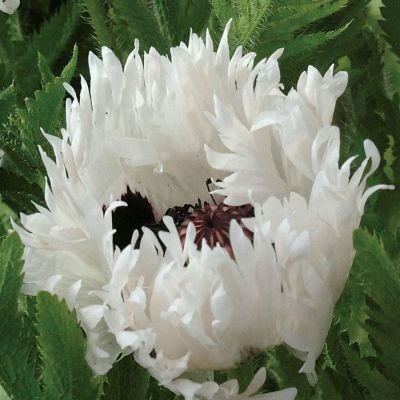 Папавер восточный Мисс Пигги Папавер восточный Мисс Пигги фото