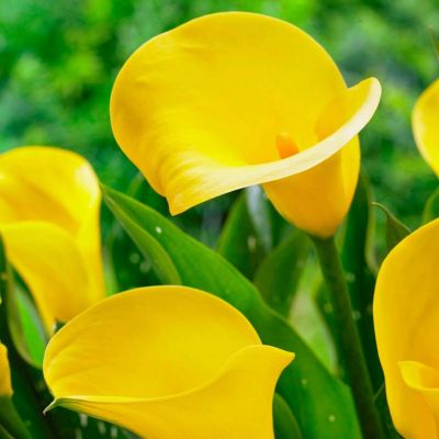 Калла Саммер Сан Калла Саммер Сан - Dolina-Sad.Ru