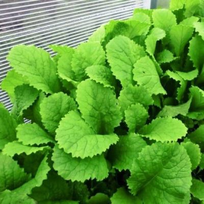 Горчица листовая Прима Горчица листовая Прима фото