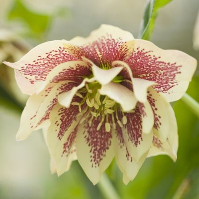 Морозник Дабл Еллоу Спот Морозник Дабл Еллоу Спот - Dolina-Sad.Ru