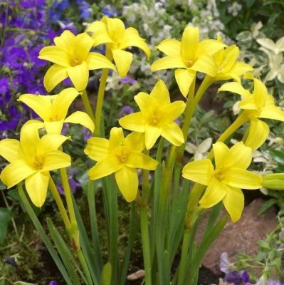 Хлидантус душистый - Dolina-Sad.Ru