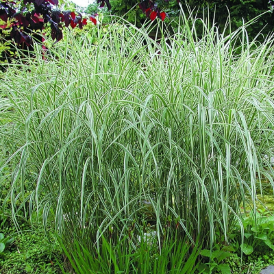 Фалярис тростниковый Фессей фото