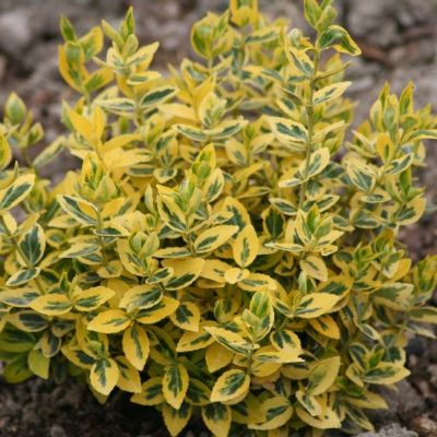 Бересклет Форчуна Эмераль энд Голд фото