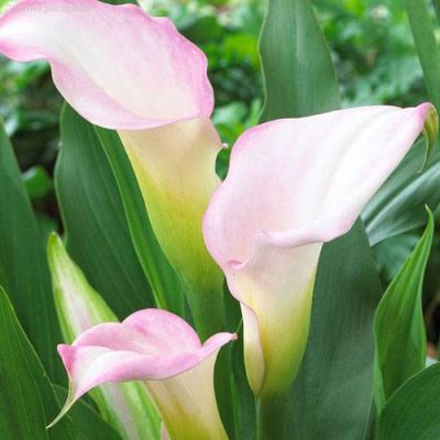 Калла Кристал Блаш Калла Кристал Блаш фото