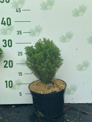 Туя западная Тедди, С2 - Dolina-Sad.Ru