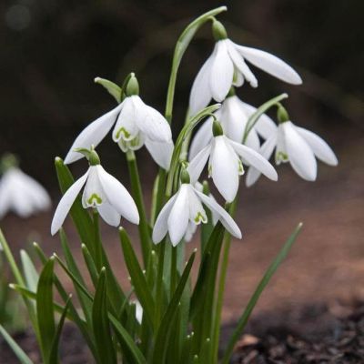 Подснежник Нивалис Подснежник Нивалис фото