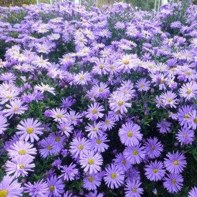 Астра кустарниковая Профессор Киппенберг , C2 фото