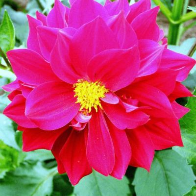 Георгина Радуга Георгина Радуга фото