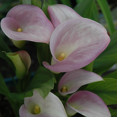 Калла Руби Лайт Пинк Айс Калла Руби Лайт Пинк Айс фото