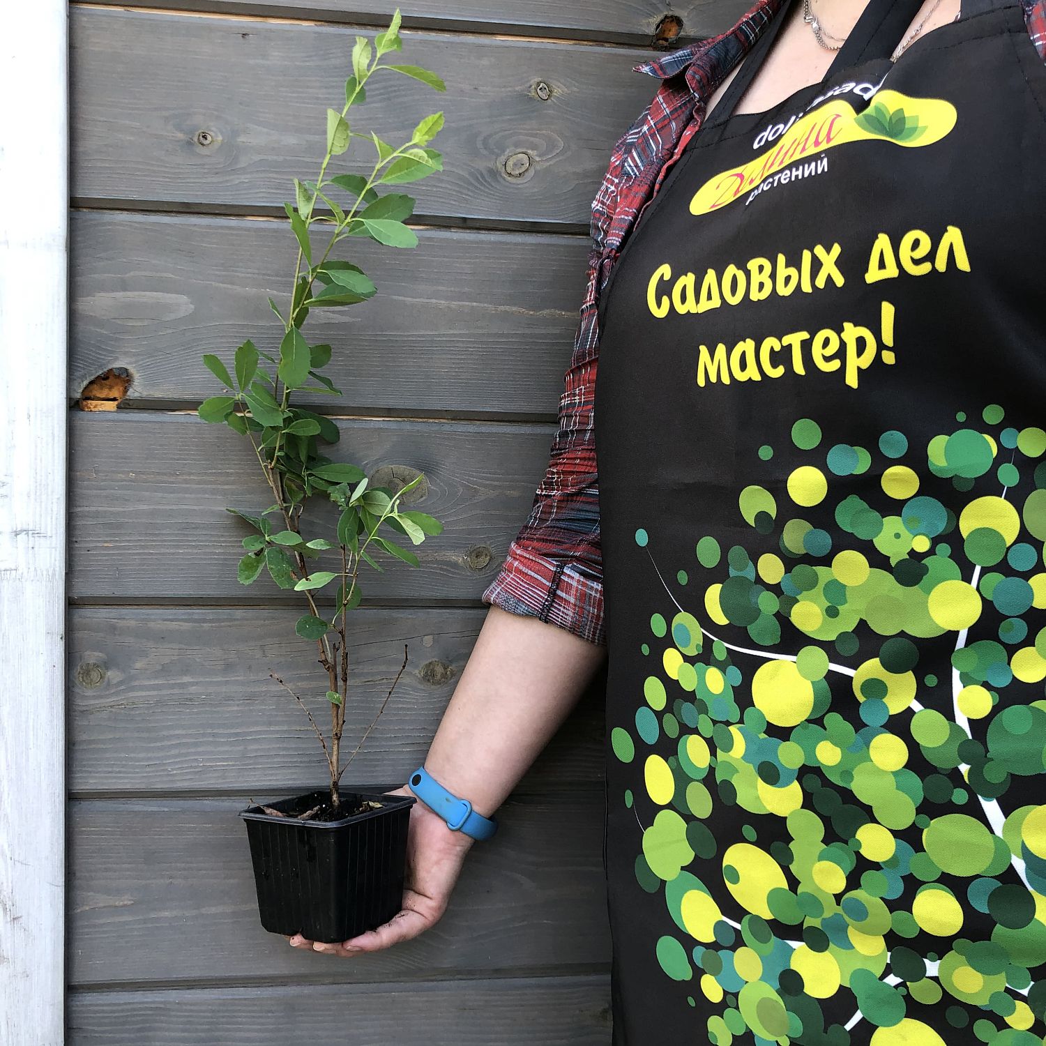 Экзохорда Мэджикал Спрингтайм Экзохорда Мэджикал Спрингтайм фото