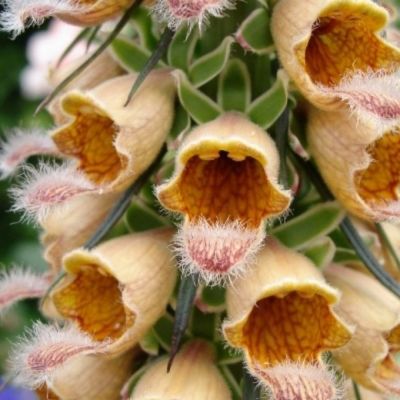 Наперстянка ржавая Гелбер Херолд - Dolina-Sad.Ru