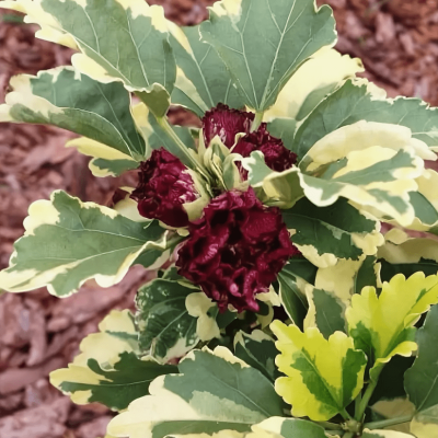 Гибискус сирийский пурпероус варигатус Гибискус сирийский пурпероус варигатус фото