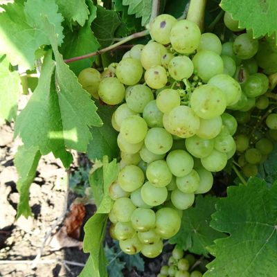 Виноград Алма-Атинский Виноград Алма-Атинский - Dolina-Sad.Ru