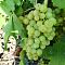 Виноград Алма-Атинский Виноград Алма-Атинский - Dolina-Sad.Ru