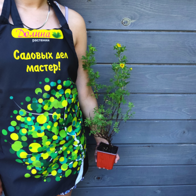 Лапчатка кустарниковая ГолдФингер фото