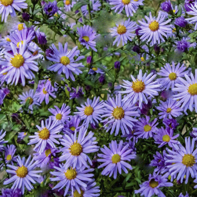 Астра альпийская "Вайолет" фото