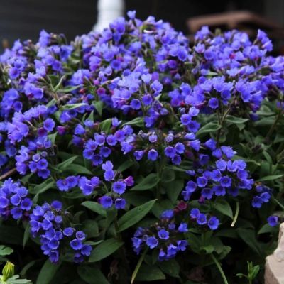 Медуница Блю Энсайн - Dolina-Sad.Ru